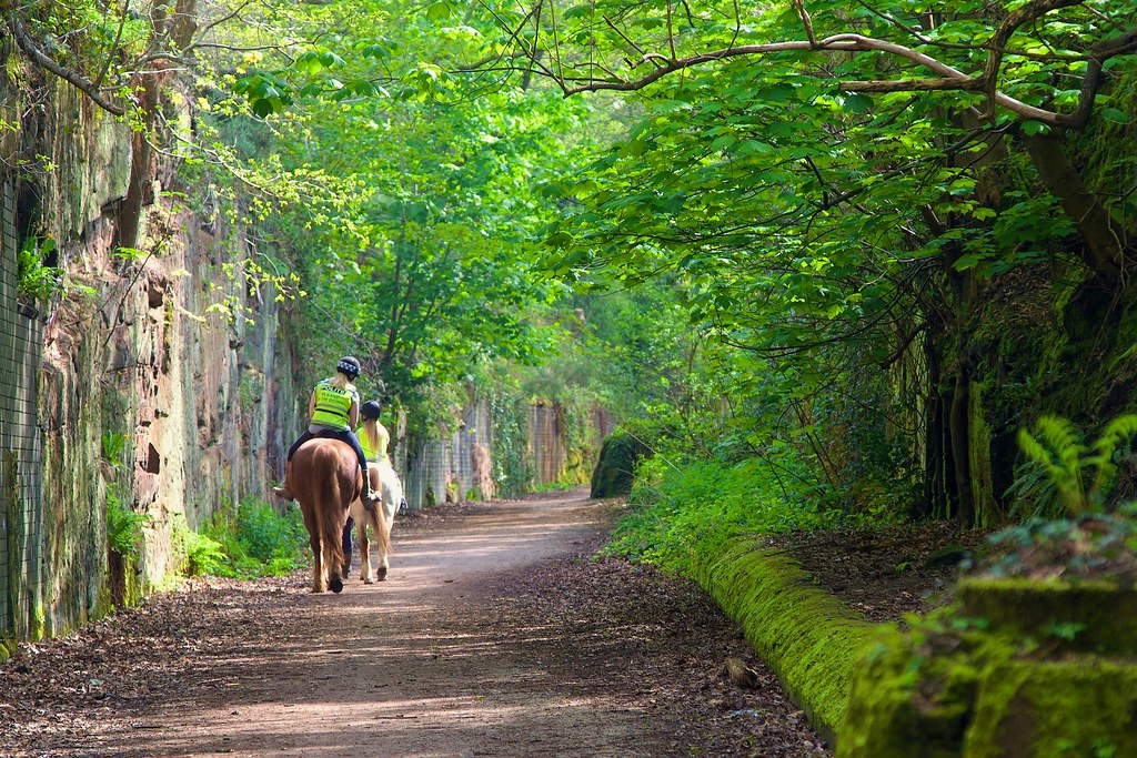 Green bridle path through woodland, the kind of surface an all-terrain stroller handles