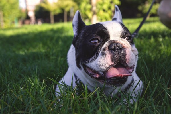 Small French Bulldog relaxing on grass, a typical lighter-weight trailer passenger