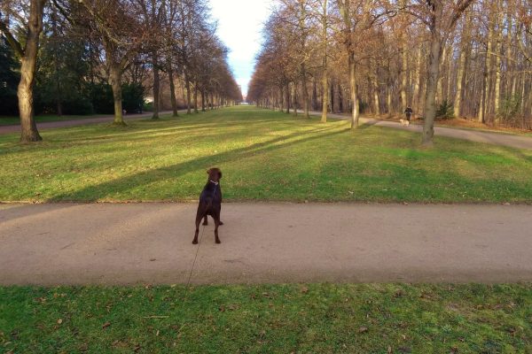 Large Labrador retriever standing on a tree-lined path outdoors