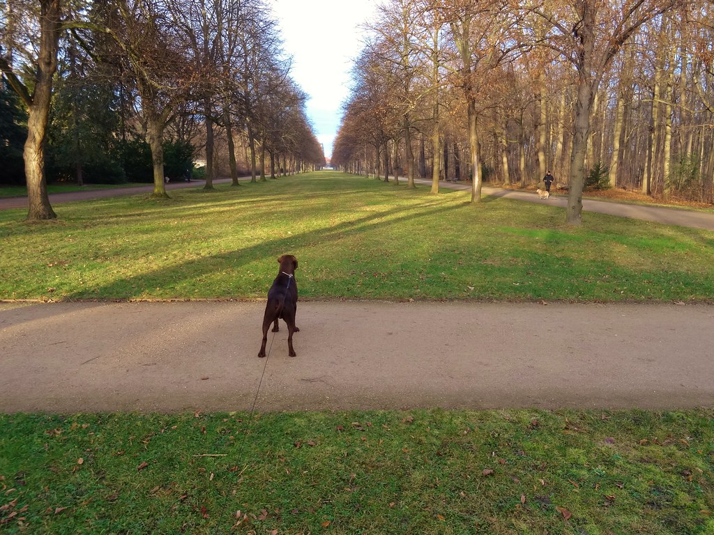 Large Labrador retriever standing on a tree-lined path outdoors