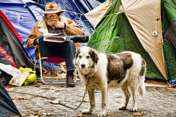Dog resting beside a tent at a campsite