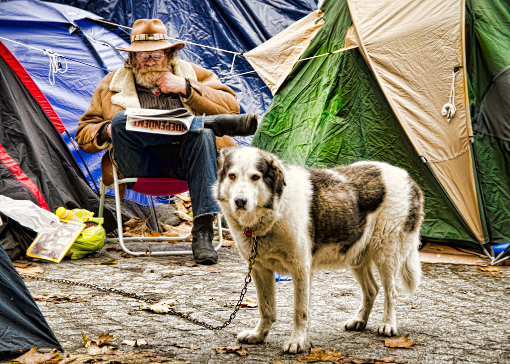 Dog resting beside a tent at a campsite