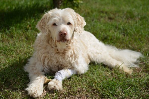 Senior dog resting on grass, showing the stiffness common in older dogs