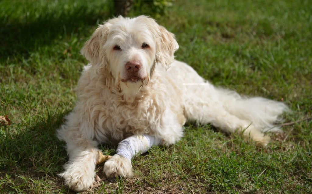 Senior dog resting on grass, showing the stiffness common in older dogs