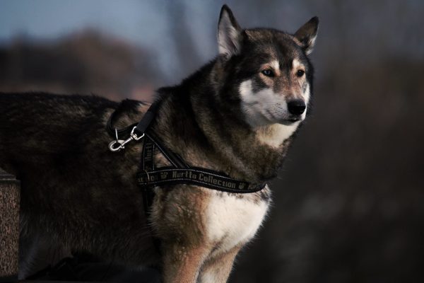 Husky wearing a padded body harness, the key trailer accessory