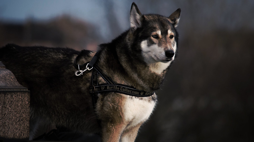 Husky wearing a padded body harness, the key trailer accessory