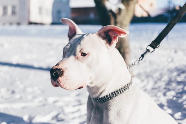 Dog wearing a fitted collar and lead, the starting point for trailer safety