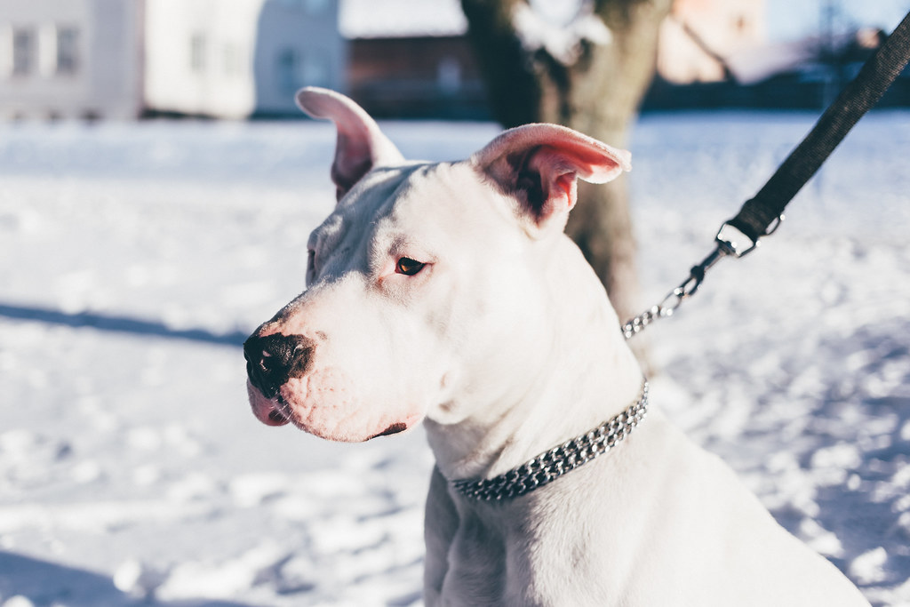 Dog wearing a fitted collar and lead, the starting point for trailer safety