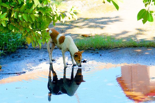 Dog drinking water outdoors on a warm day