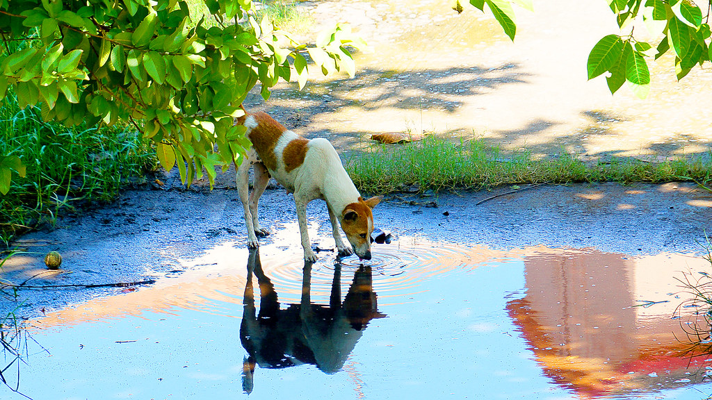 Dog drinking water outdoors on a warm day