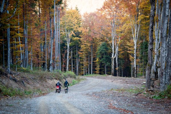 Riders on a dirt trail through a wooded park