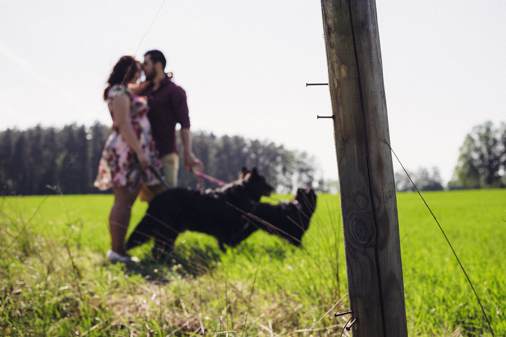 Two people walking in a field with dogs running alongside