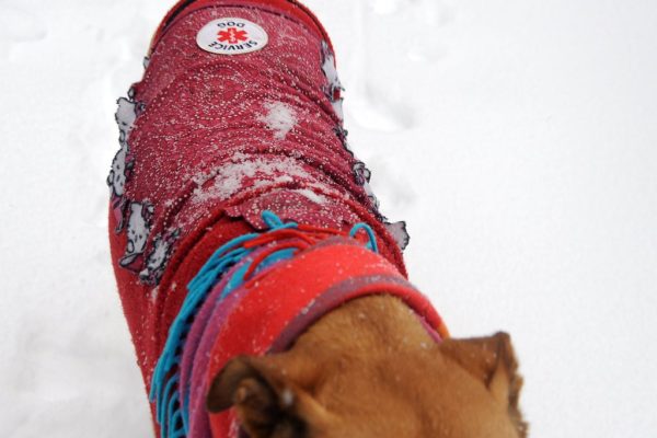 Dog wearing a warm winter coat and scarf in the snow