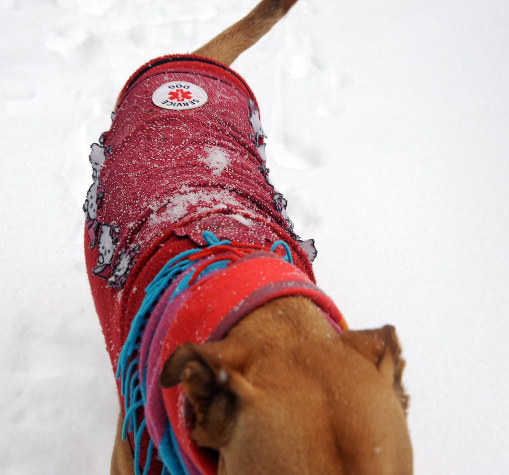 Dog wearing a warm winter coat and scarf in the snow