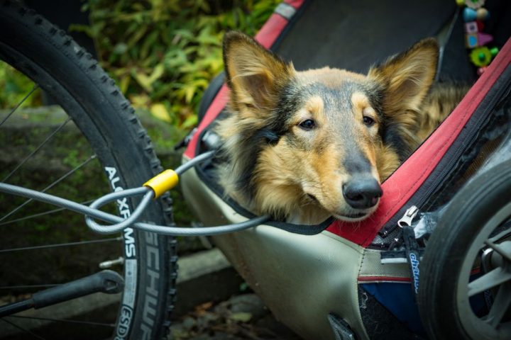 A rough collie resting comfortably inside a bicycle trailer on a sunny path