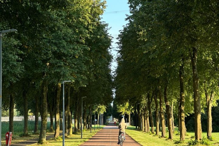 A cyclist riding along a tree-lined path in summer