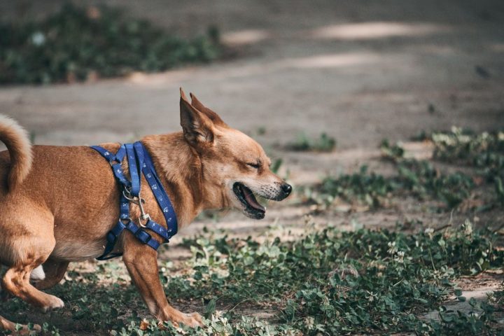 A chihuahua wearing a blue harness outdoors on a sunny day