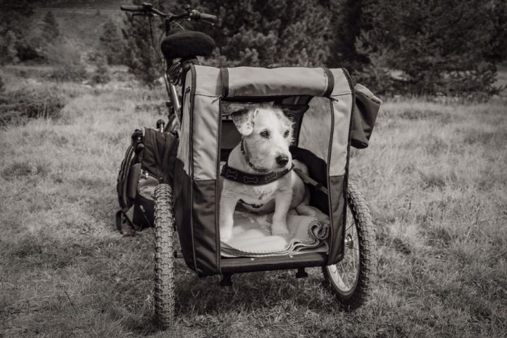 A dog sitting in a bicycle trailer outdoors, black and white photograph