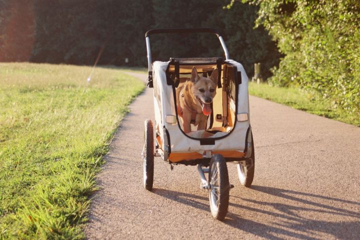 A dog riding in a bicycle trailer on a park path in summer