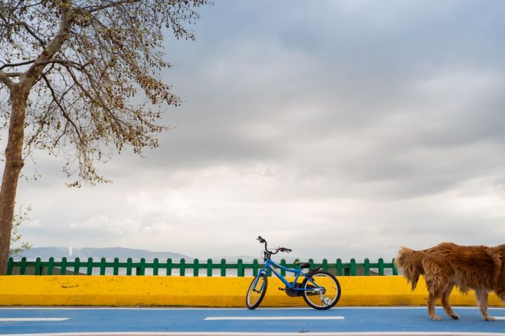 A large dog standing beside a bicycle on a colourful cycle path